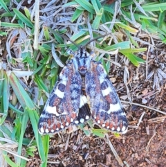 Apina callisto at QPRC LGA - 11 Apr 2024 03:05 PM