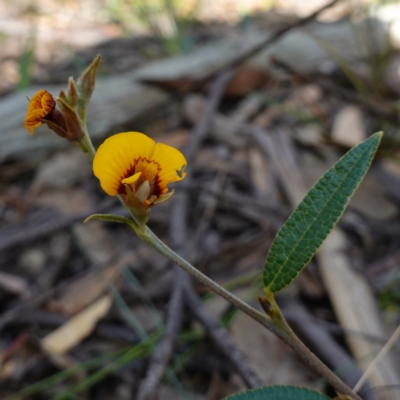 Mirbelia platylobioides (Large-flowered Mirbelia) at Wingecarribee Local Government Area - 8 Apr 2024 by RobG1