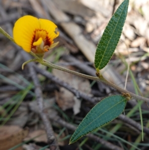 Mirbelia platylobioides at Penrose - 8 Apr 2024