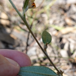 Mirbelia platylobioides at Penrose - 8 Apr 2024