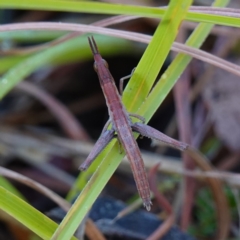 Keyacris scurra (Key's Matchstick Grasshopper) at Bellmount Forest, NSW - 10 Apr 2024 by RobG1