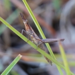 Keyacris scurra at Bellmount Forest, NSW - 10 Apr 2024