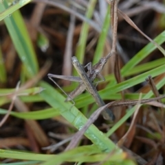 Keyacris scurra at Bellmount Forest, NSW - 10 Apr 2024