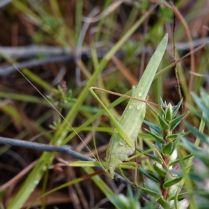 Polichne parvicauda at Bellmount Forest, NSW - 10 Apr 2024 10:54 AM