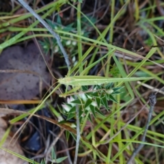 Polichne parvicauda at Bellmount Forest, NSW - 10 Apr 2024 10:54 AM