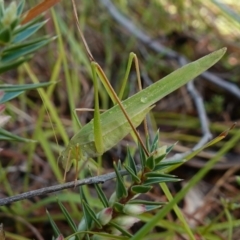 Polichne parvicauda at Bellmount Forest, NSW - 10 Apr 2024 10:54 AM