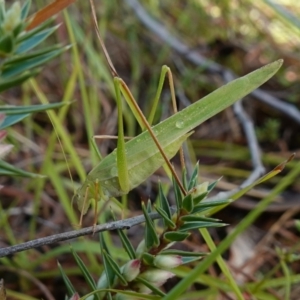 Polichne parvicauda at Bellmount Forest, NSW - 10 Apr 2024 10:54 AM