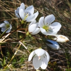 Gentianella muelleriana subsp. jingerensis (Mueller's Snow-gentian) at Cotter River, ACT - 14 Apr 2024 by JohnBundock