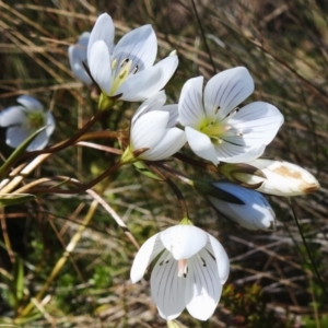 Gentianella muelleriana subsp. jingerensis at Namadgi National Park - suppressed