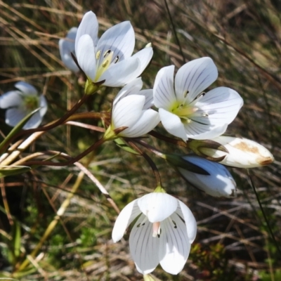 Gentianella muelleriana subsp. jingerensis (Mueller's Snow-gentian) at Cotter River, ACT - 14 Apr 2024 by JohnBundock