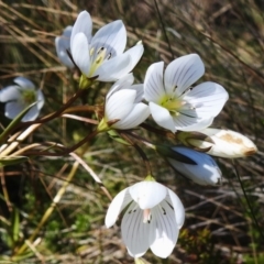 Gentianella muelleriana subsp. jingerensis (Mueller's Snow-gentian) at Namadgi National Park - 14 Apr 2024 by JohnBundock