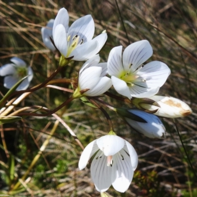 Gentianella muelleriana subsp. jingerensis (Mueller's Snow-gentian) at Namadgi National Park - 14 Apr 2024 by JohnBundock