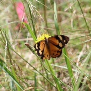 Heteronympha merope (Common Brown Butterfly) at Bowral by JanHartog