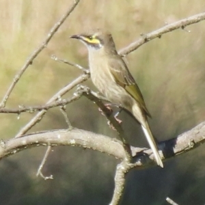 Caligavis chrysops at QPRC LGA - 14 Apr 2024 02:59 PM