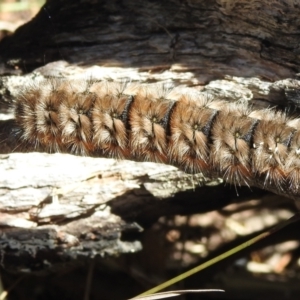 Pterolocera (genus) at Namadgi National Park - 14 Apr 2024 12:05 PM