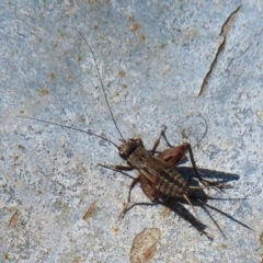 Unidentified Cricket (Orthoptera, several families) at Wamboin, NSW - 14 Apr 2024 by RobParnell