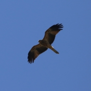 Haliastur sphenurus at Jerrabomberra Wetlands - 14 Apr 2024