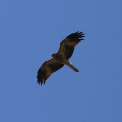 Haliastur sphenurus (Whistling Kite) at Jerrabomberra Wetlands - 14 Apr 2024 by RodDeb