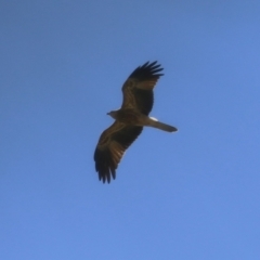 Haliastur sphenurus at Jerrabomberra Wetlands - 14 Apr 2024