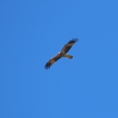 Haliastur sphenurus at Jerrabomberra Wetlands - 14 Apr 2024