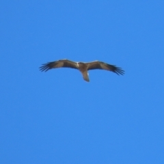 Haliastur sphenurus at Jerrabomberra Wetlands - 14 Apr 2024