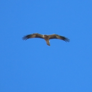 Haliastur sphenurus at Jerrabomberra Wetlands - 14 Apr 2024