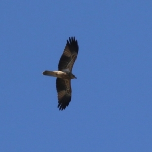 Haliastur sphenurus at Jerrabomberra Wetlands - 14 Apr 2024