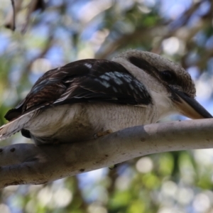 Dacelo novaeguineae at JER500: JWs - Kellys @ Bittern Birdhide - 14 Apr 2024 12:37 PM