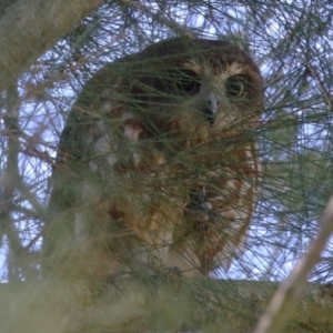 Ninox boobook at Jerrabomberra Wetlands - 14 Apr 2024