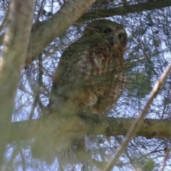 Ninox boobook at Jerrabomberra Wetlands - 14 Apr 2024