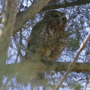 Ninox boobook at Jerrabomberra Wetlands - 14 Apr 2024