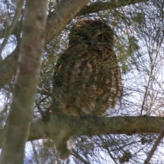 Ninox boobook at Jerrabomberra Wetlands - 14 Apr 2024