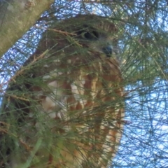 Ninox boobook at Jerrabomberra Wetlands - 14 Apr 2024