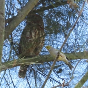 Ninox boobook at Jerrabomberra Wetlands - 14 Apr 2024