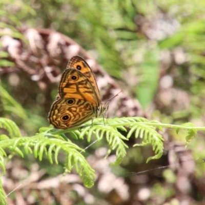 Geitoneura acantha (Ringed Xenica) at Fitzroy Falls - 23 Dec 2023 by JanHartog