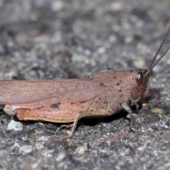 Unidentified Grasshopper (several families) at Acton, ACT - 14 Apr 2024 by TimL