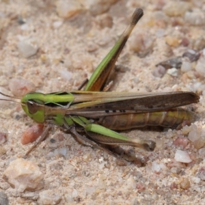 Caledia captiva at Tidbinbilla Nature Reserve - 13 Apr 2024