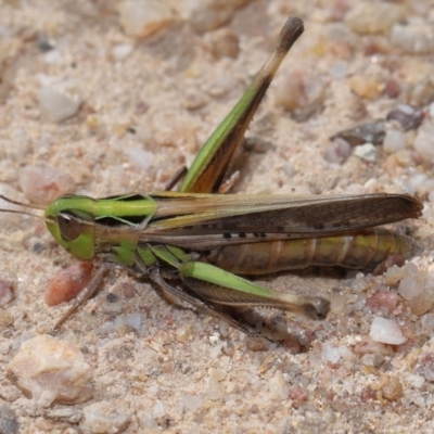 Caledia captiva (grasshopper) at Tidbinbilla Nature Reserve - 13 Apr 2024 by TimL