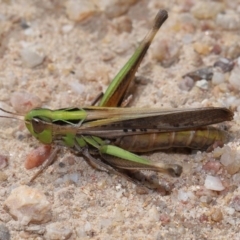 Unidentified Grasshopper (several families) at suppressed - 13 Apr 2024 by TimL