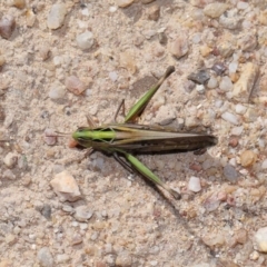 Caledia captiva at Tidbinbilla Nature Reserve - 13 Apr 2024 12:33 PM