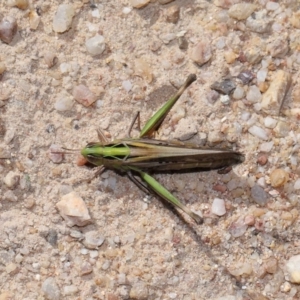 Caledia captiva at Tidbinbilla Nature Reserve - 13 Apr 2024