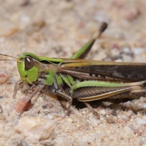 Caledia captiva at Tidbinbilla Nature Reserve - 13 Apr 2024