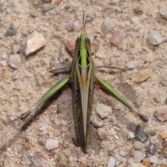 Caledia captiva at Tidbinbilla Nature Reserve - 13 Apr 2024 12:33 PM