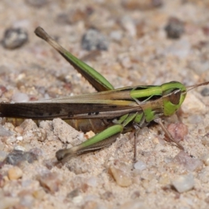 Caledia captiva at Tidbinbilla Nature Reserve - 13 Apr 2024