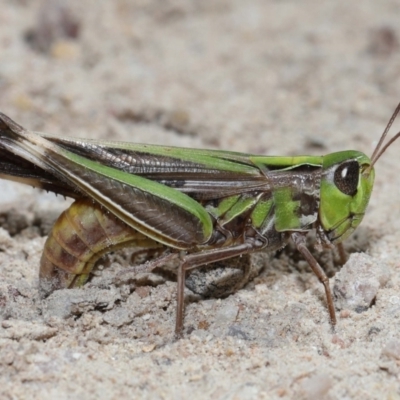 Caledia captiva (grasshopper) at Tidbinbilla Nature Reserve - 13 Apr 2024 by TimL