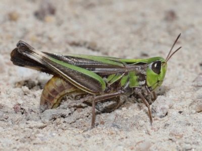 Caledia captiva (grasshopper) at Tidbinbilla Nature Reserve - 13 Apr 2024 by TimL