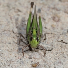 Caledia captiva at Tidbinbilla Nature Reserve - 13 Apr 2024