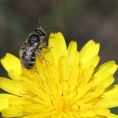 Lasioglossum (Chilalictus) sp. (genus & subgenus) (Halictid bee) at Tidbinbilla Nature Reserve - 13 Apr 2024 by TimL