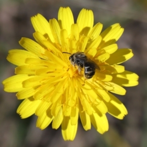 Lasioglossum (Chilalictus) sp. (genus & subgenus) at Tidbinbilla Nature Reserve - 13 Apr 2024 12:29 PM