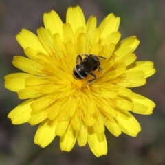 Lasioglossum (Chilalictus) sp. (genus & subgenus) at Tidbinbilla Nature Reserve - 13 Apr 2024